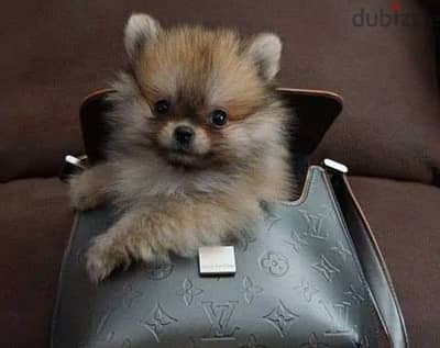 pomeranian