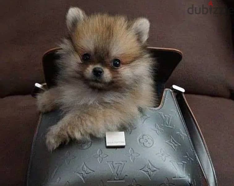 pomeranian special gift & price for christmas 0