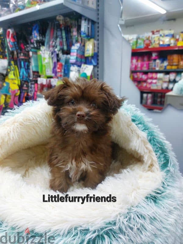 Maltipoo Puppies Pure breed Available in Store Delivery Dog كلاب 0