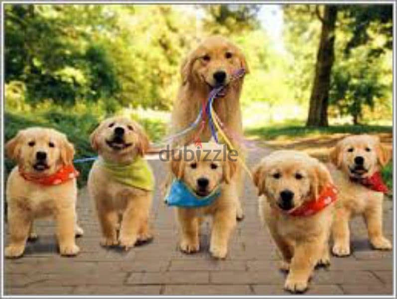 Golden Retriver  Red Puppies 0