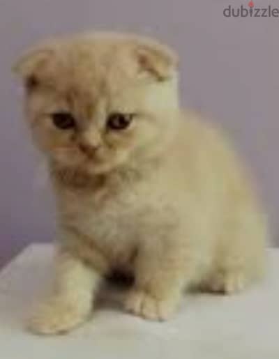 scottish fold and straight