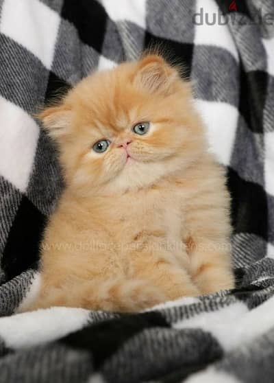 Orange Persian Peke Face Kitten / cat قطط