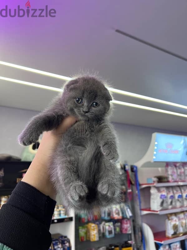 Scottish Fold Kittens 0