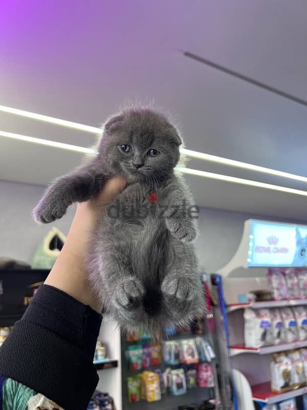 Scottish Fold Kittens 1