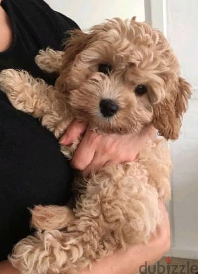 Maltipoo  Puppies Available in Store Dog Delivery Perfect Comapanion