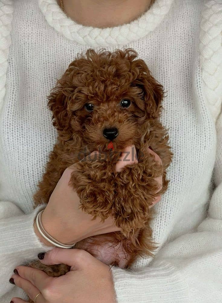 Elegant Poodle Puppies Imported Available in store Delivery Dog 0