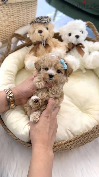 Tiny Toy Maltipoo Puppies Available in store Imported Delivery Dog