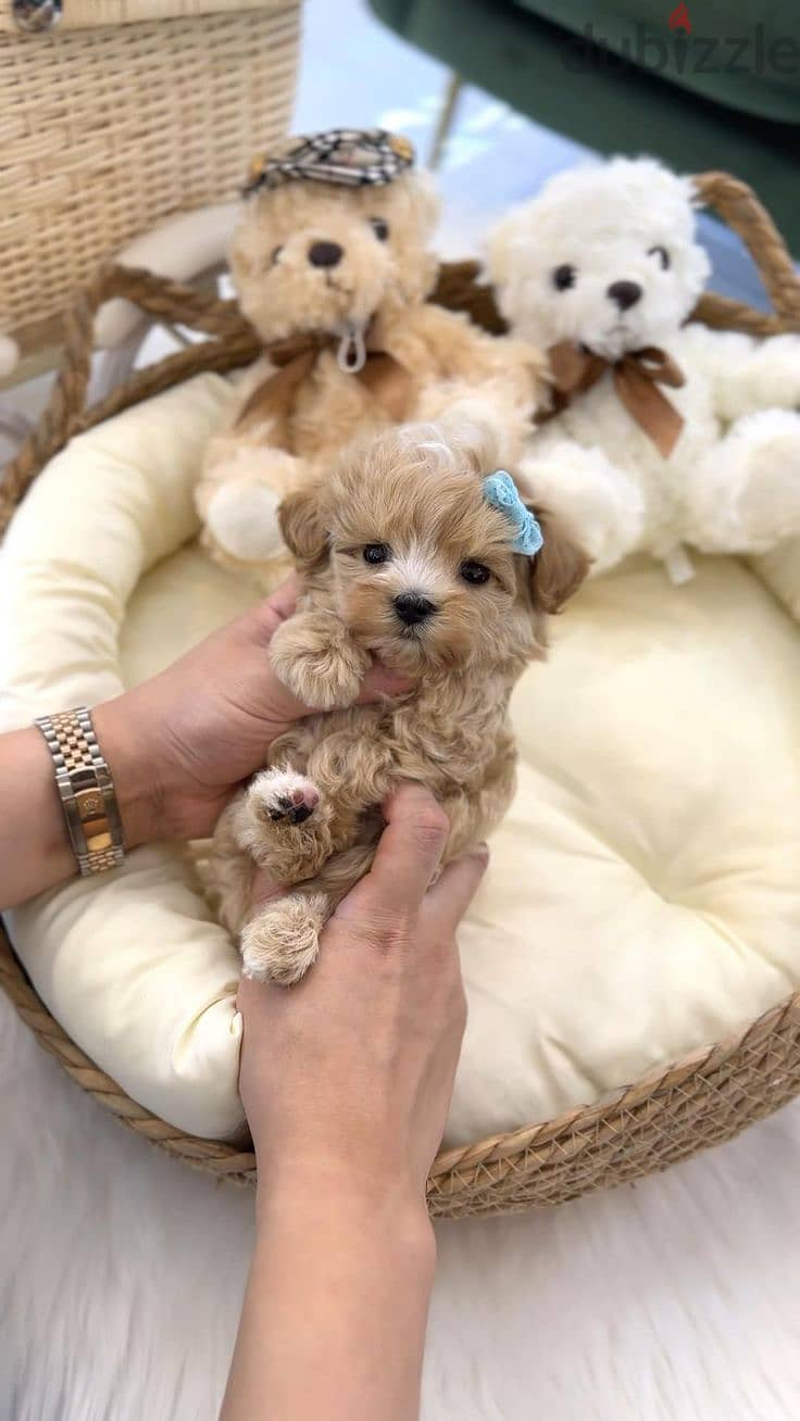 Tiny Toy Maltipoo Puppies Available in store Imported Delivery Dog 0