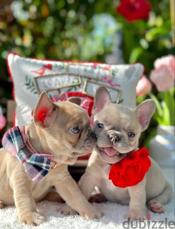 Cream French Bulldog Puppies Available/ dog كلاب 0