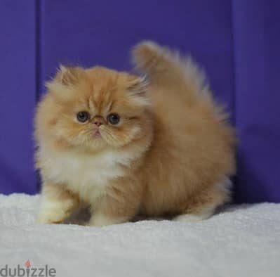 Elegant Ginger Persian Kittens Available in store Delivery Cat