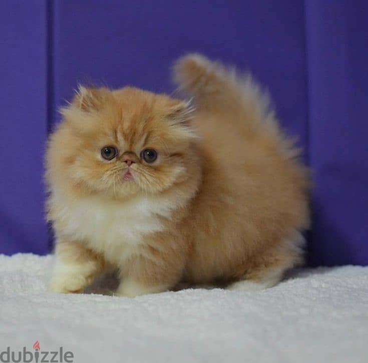 Elegant Ginger Persian Kittens Available in store Delivery Cat 0