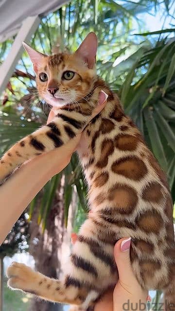 Stunning Bengal Kittens Available in store Delivery Cat Imported 0