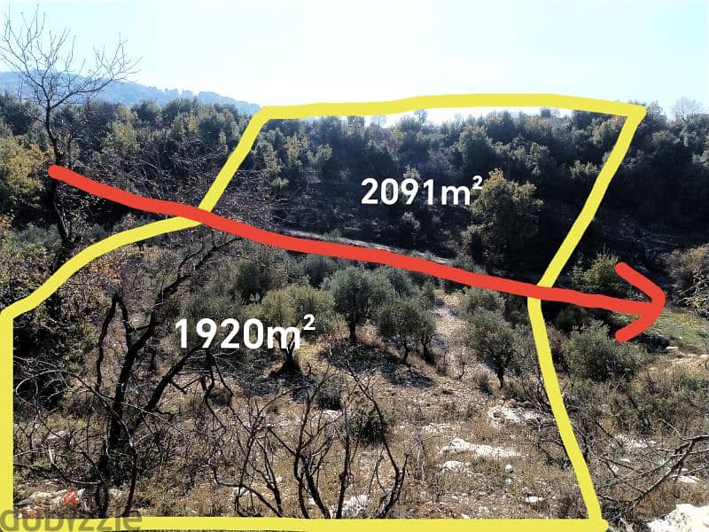 أرض مزروعة زيتون صالحة للبناء ٢٥/٥٠ Land for sale in mechmech 2