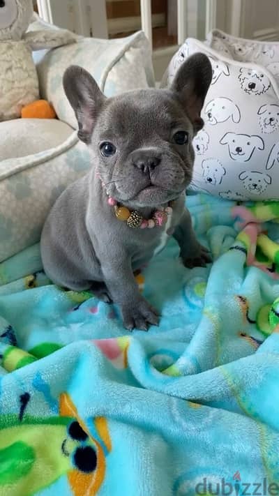 Imported Blue French Bulldog Puppy Dog Delivery كلب كلاب