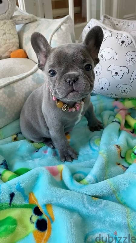 Imported Blue French Bulldog Puppy Dog Delivery كلب كلاب 0