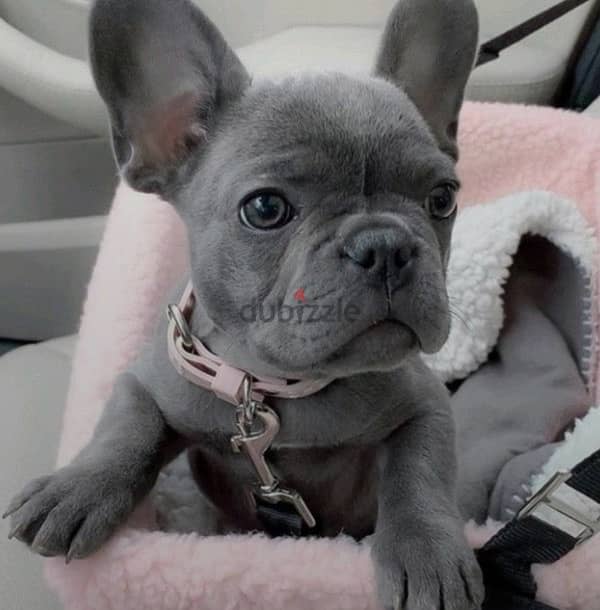 Imported French Bulldog Puppy light cream color Dog Delivery كلب كلاب 0