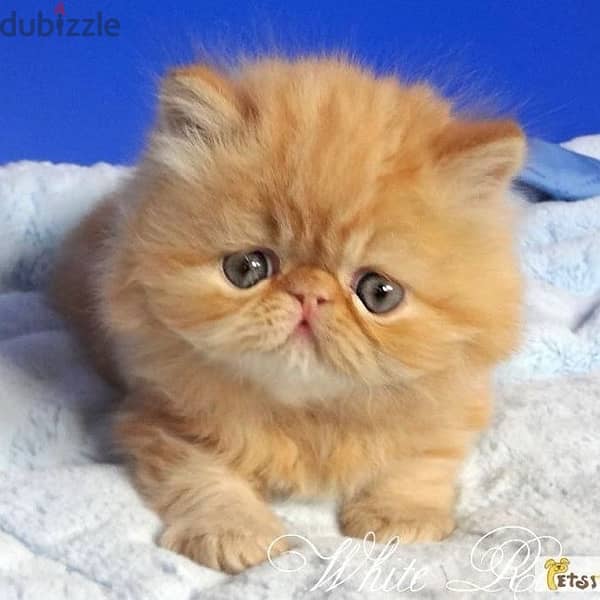 Cutest Persian Peke face kitten available pure ! Delivery Cat قطط هرة 0