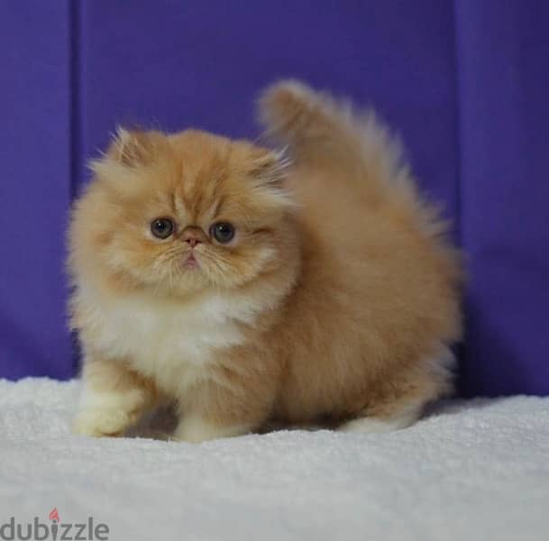 Cutest Persian Peke face kitten available pure ! Delivery Cat قطط هرة 0