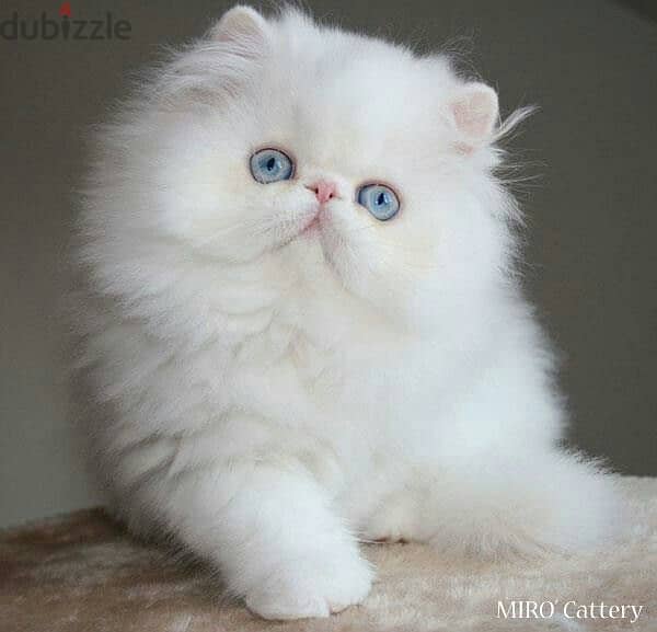 Gorgeous Persian Kittens /Available in store/ Cat/ Delivery 0