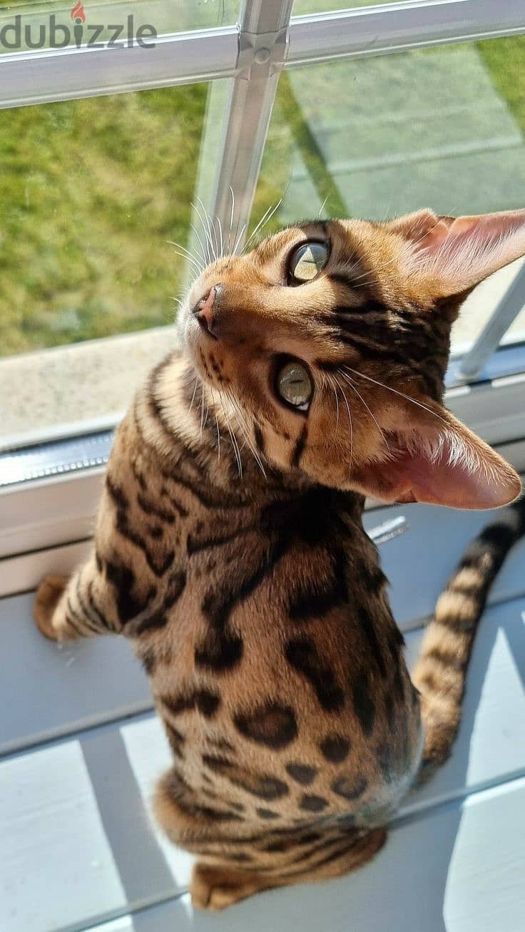 Exotic Bengal Kittens/Imported/Cat/High Quality/Pure Breed/ Delivery 0