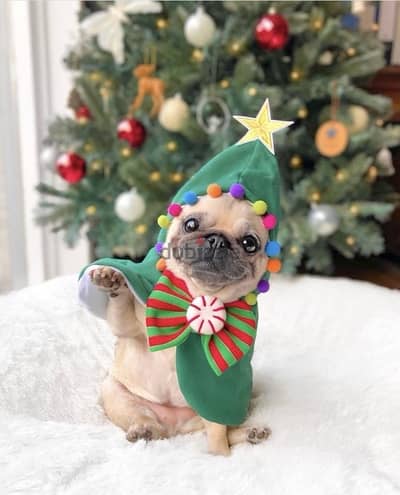 Cutest Pug puppy imported pure breed Delivery كلب كلاب Dog