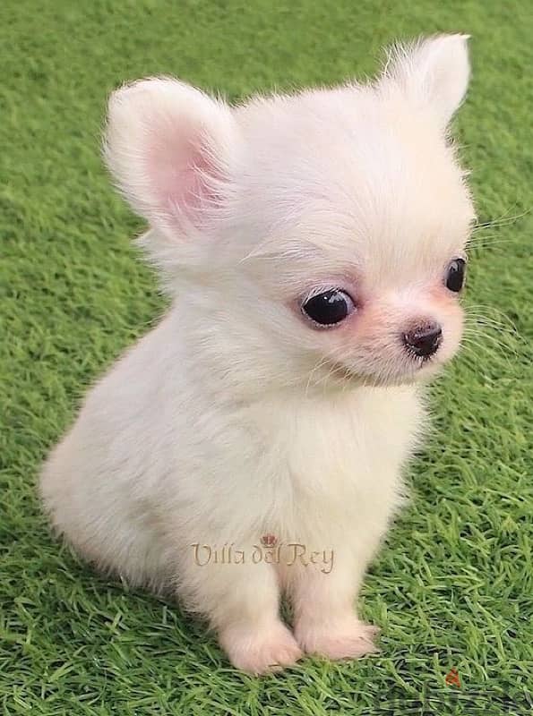 Mini Chihuahua puppy pure breed Dog Delivery كلاب 0