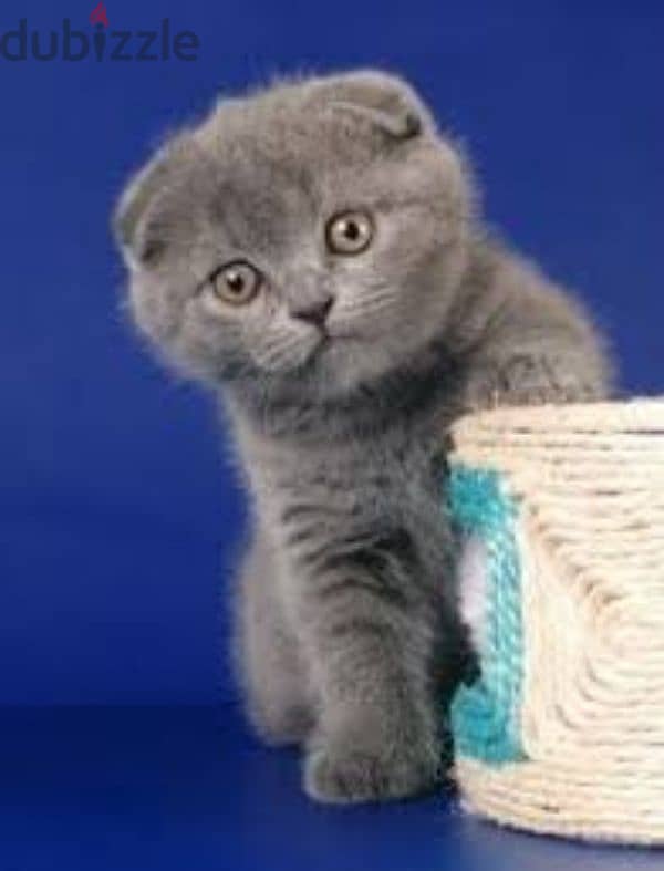 Pure Scottish fold kittens 0