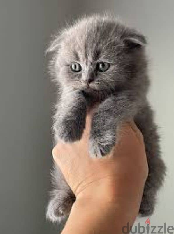 Pure Scottish fold kittens 2