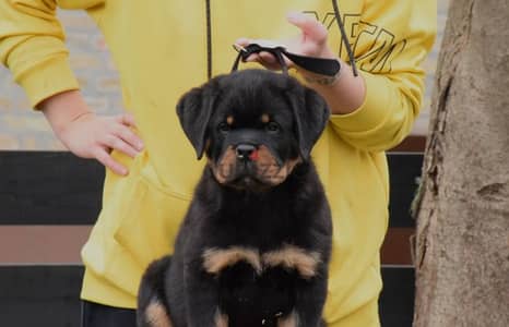 rottweiler Serbia blood champion