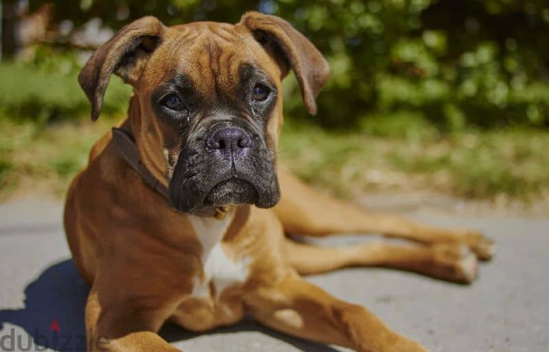 boxer top breed 0