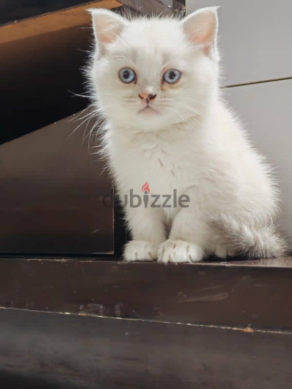 kittens for sale 2