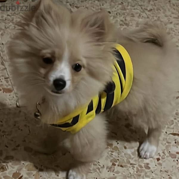 Pomeranian dog 0