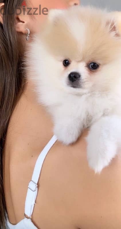 Pomeranian dog 1