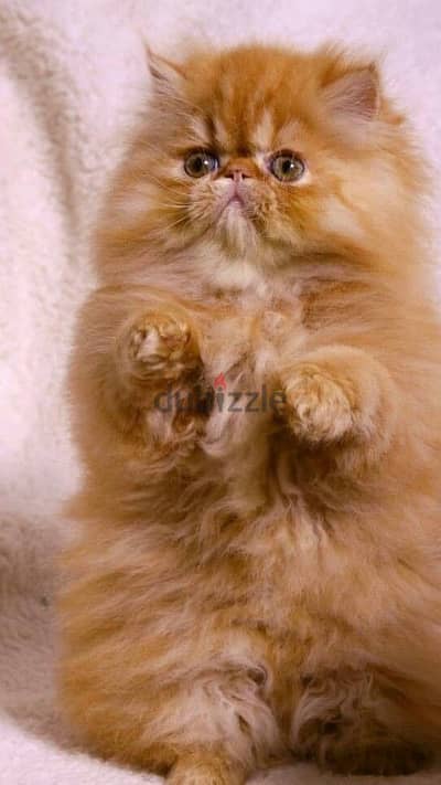 Gorgeous Orange Persian Peke Face Kitten Available/ cat قطط