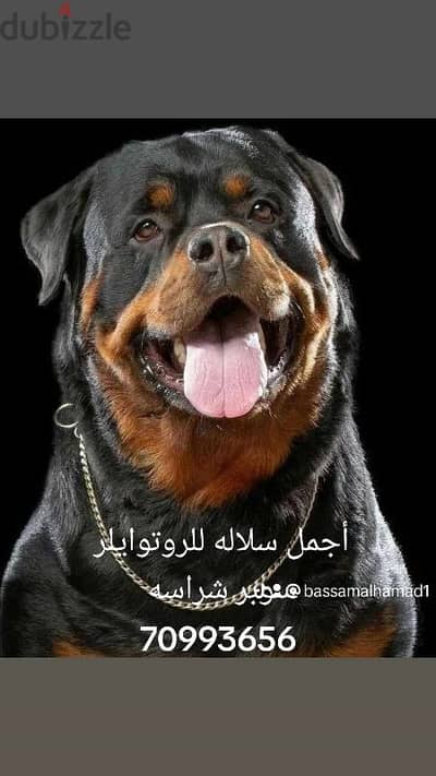 rottweilers puppies female 3omor shahren a5d to3men available 70993656