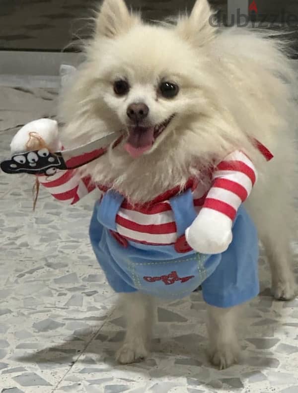 originl costume chucky for all small dogs sizes 0