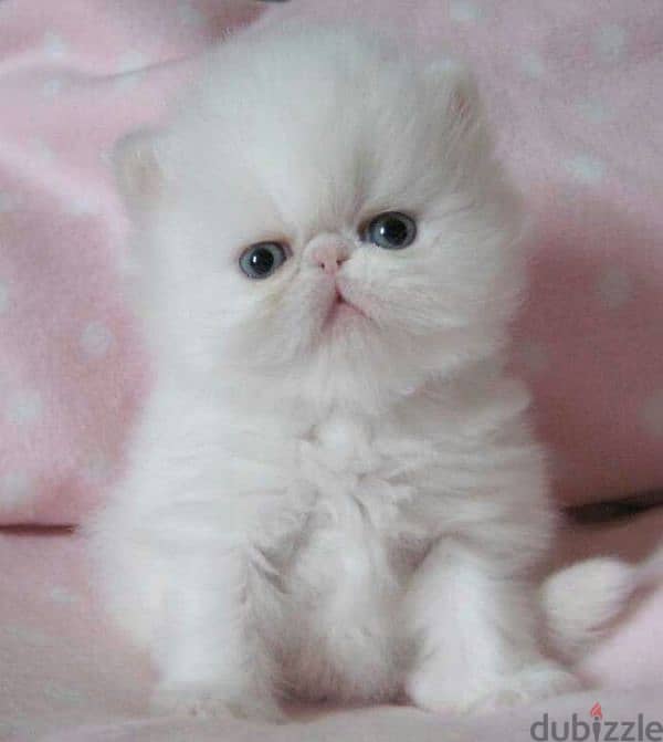 Snow White Peke Faced Persian Kitten Available/ cat قطط 0