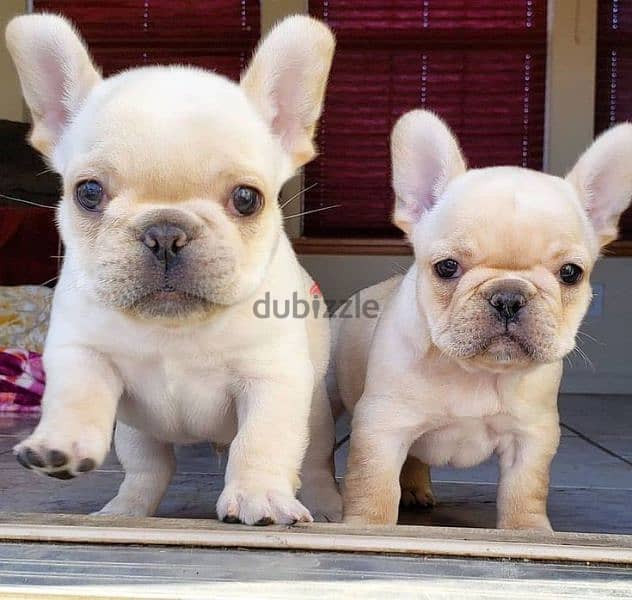 Light Cream French Bulldog Puppies Available in Store! dog كلاب 0