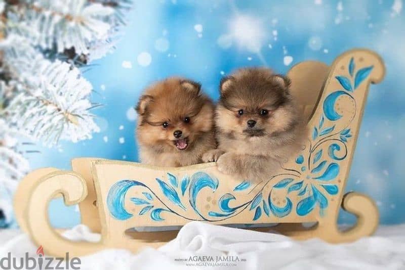 Teacup Size Pomeranian Puppies Available now in store! dog كلاب 0