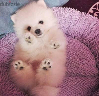 Tiny Pomeranian Spitz Puppies Available/ dog كلاب حجم صغير