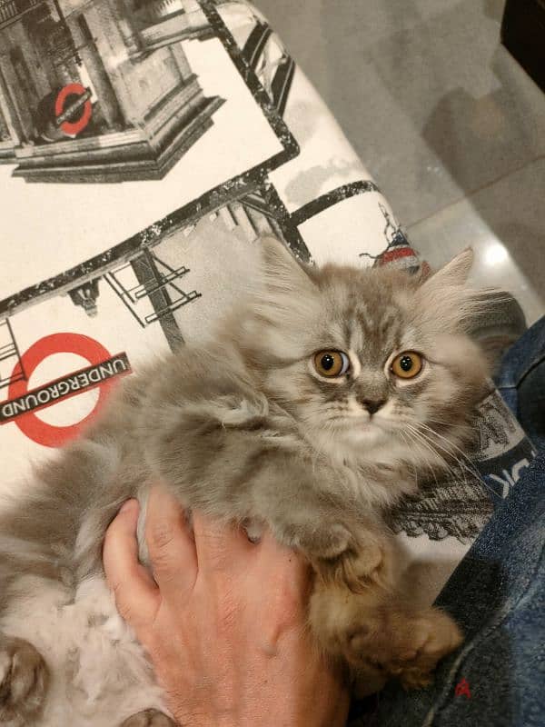 Persian Kitten 2