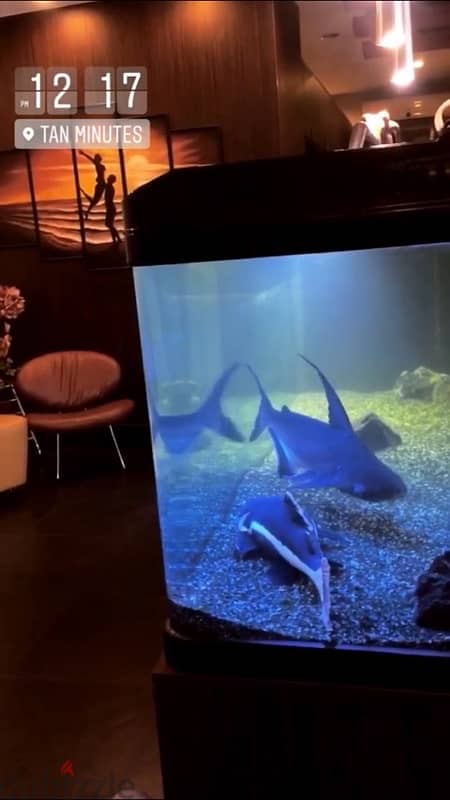 Aquarium fish tank customized 1