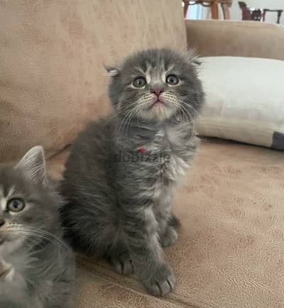 maine coon scottish hybrid