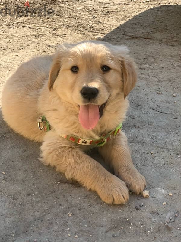 golden retreiver (Joy) 150$ 0