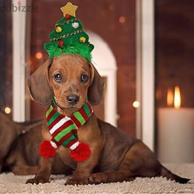 Dachshund