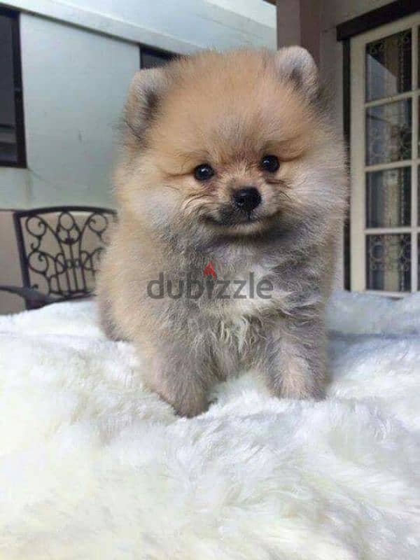 Pomeranian Puppies Available/Dog/كلاب/Delivery 0