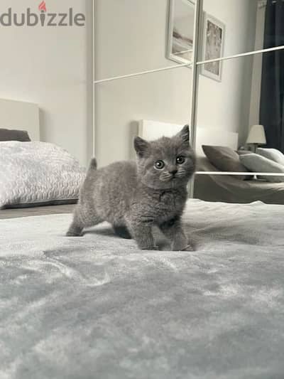 Charming British Kitten Available in Store Delivery Cat قطط