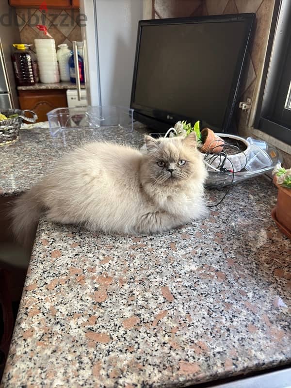 persian cat 3