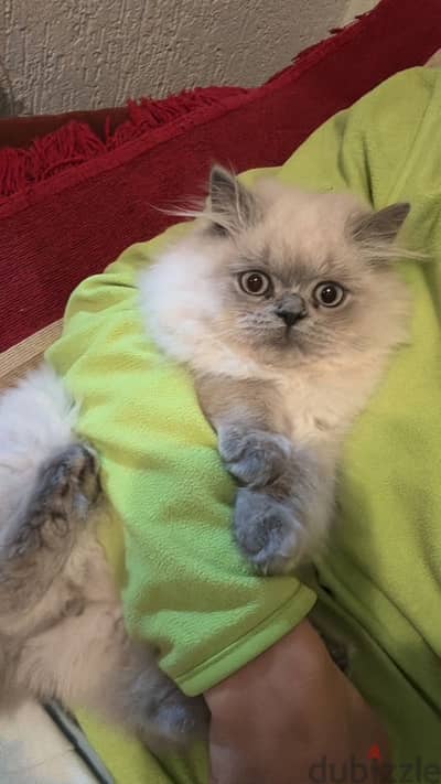 cat persian