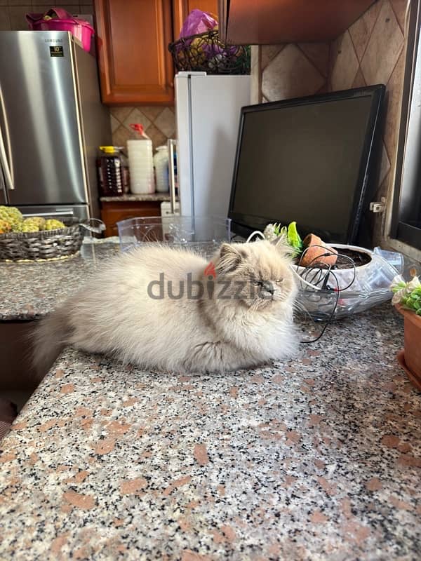 cat persian 1